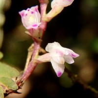 Podochilus malabaricus Wight